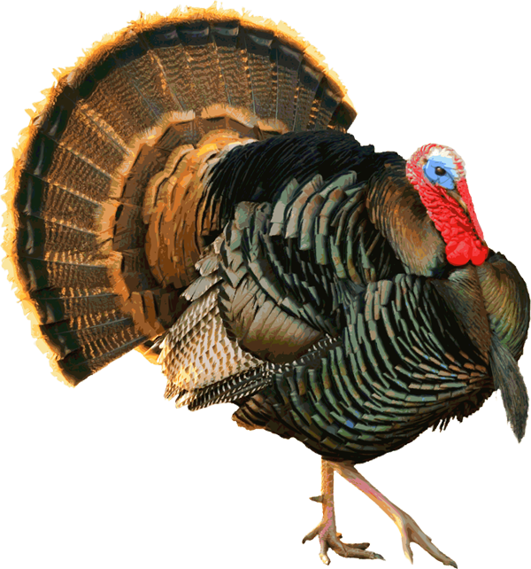 Clipart turkey rustic. Another proud tom pinterest