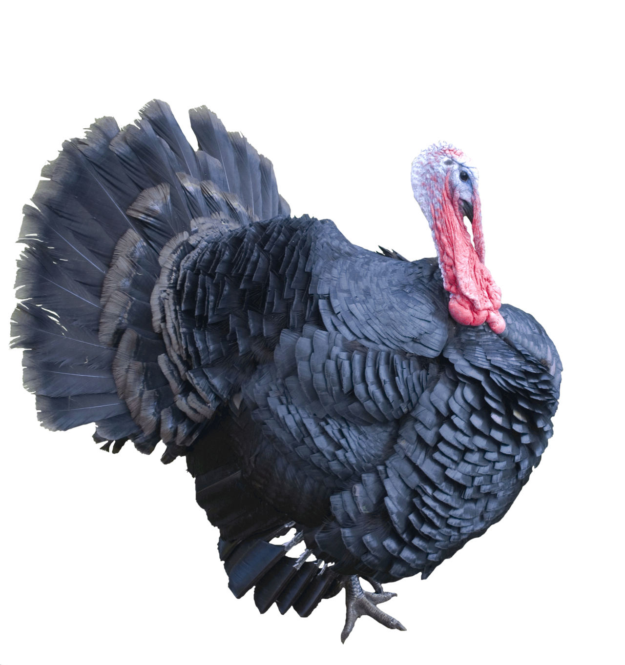 Clipart turkey side view. Transparent png pictures free