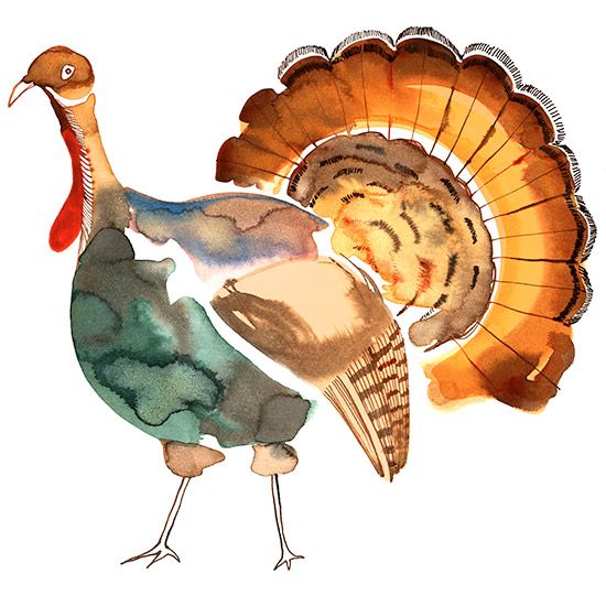clipart turkey watercolor