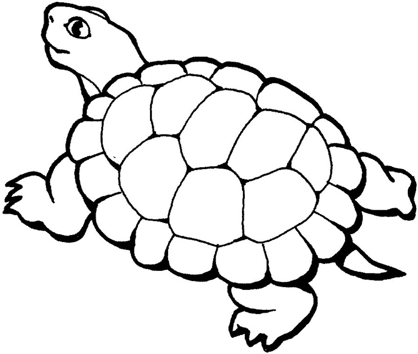 Clipart turtle black and white. Free download clip art