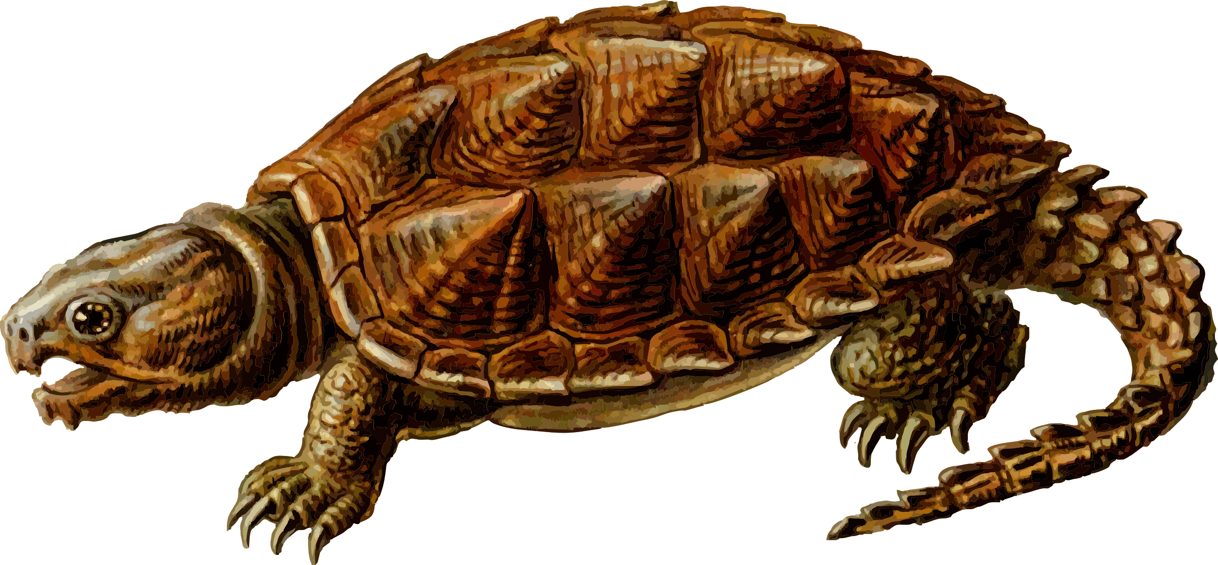 clipart turtle box turtle