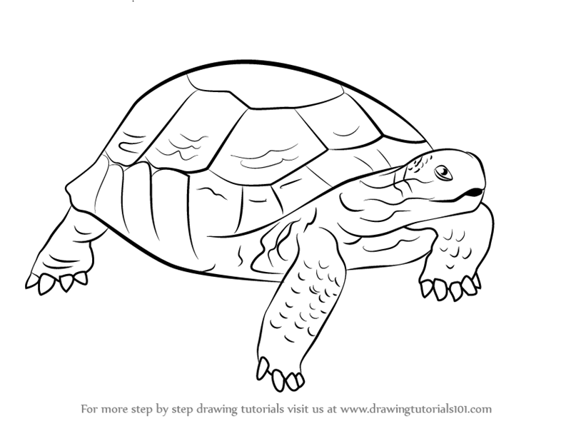Learn how to draw. Clipart turtle desert tortoise