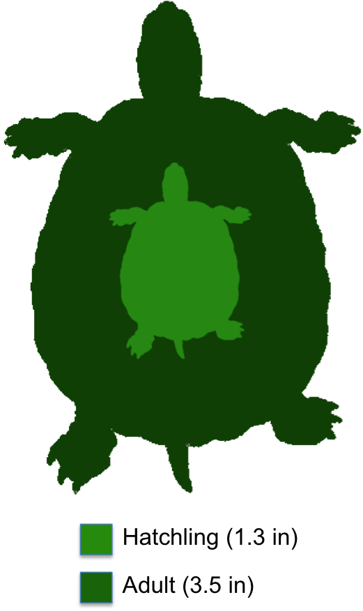 clipart turtle head
