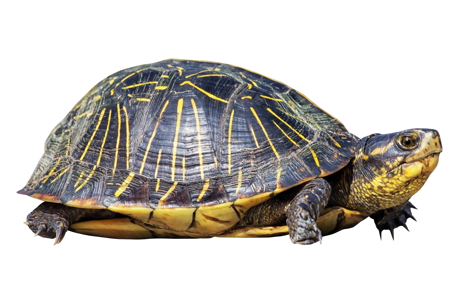 clipart turtle red eared slider