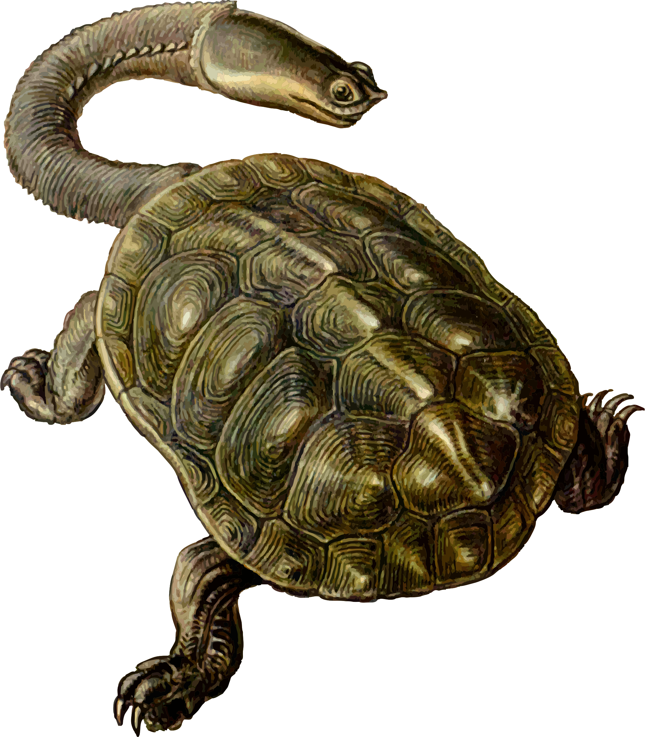 clipart turtle red eared slider
