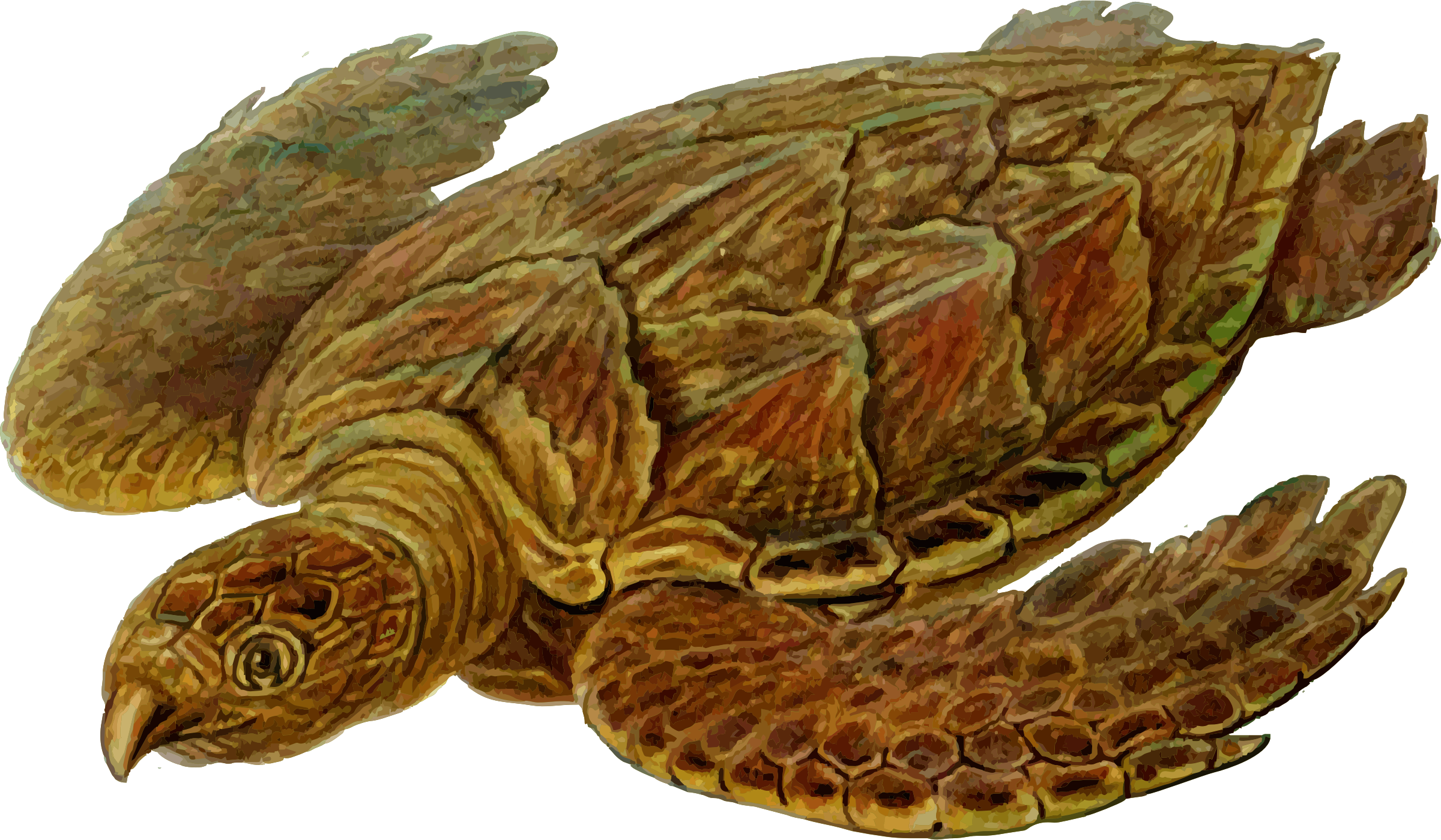 clipart turtle sea turtle
