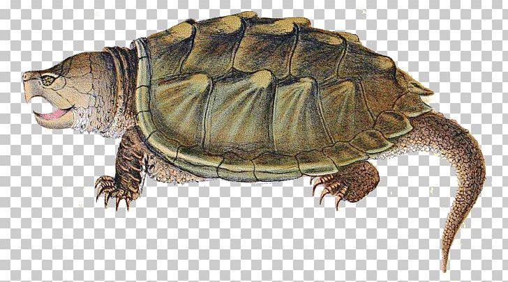 Soup alligator reptile common. Clipart turtle snapping turtle