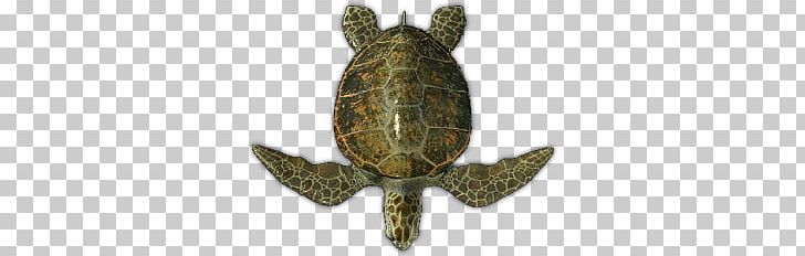 Clipart turtle top. Sea view png animals