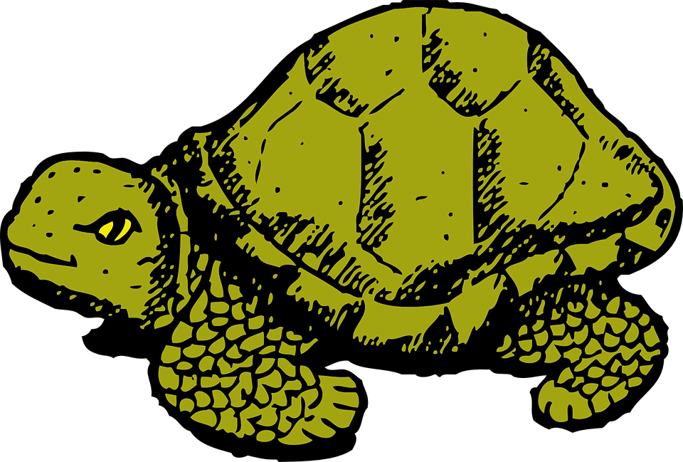 Clipart turtle top. Tortoise cool free on