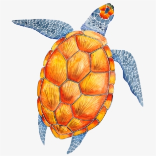 Cartoon png transparent . Clipart turtle top