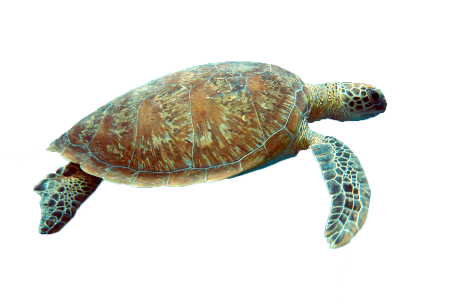 clipart turtle transparent background