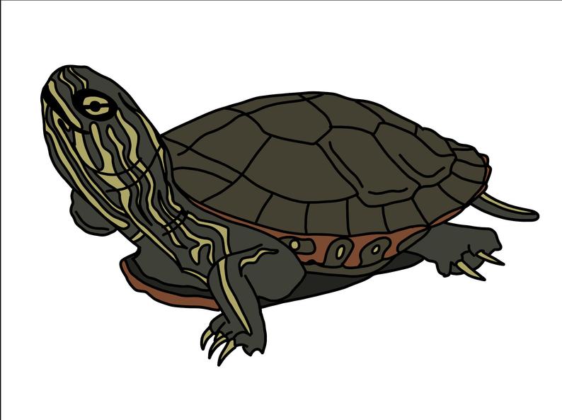 clipart turtle water