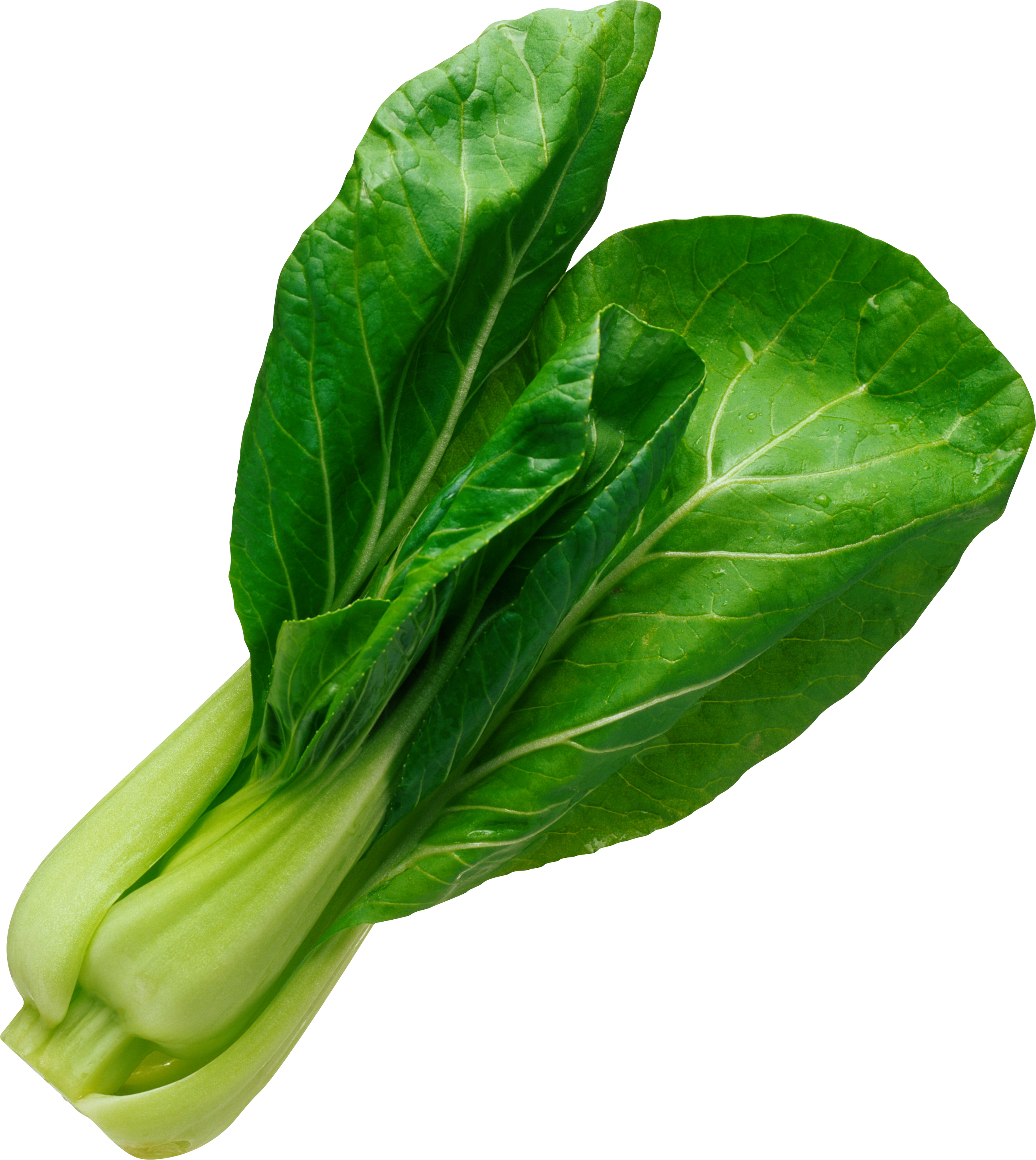 Lettuce clipart spinach. Salad png image purepng