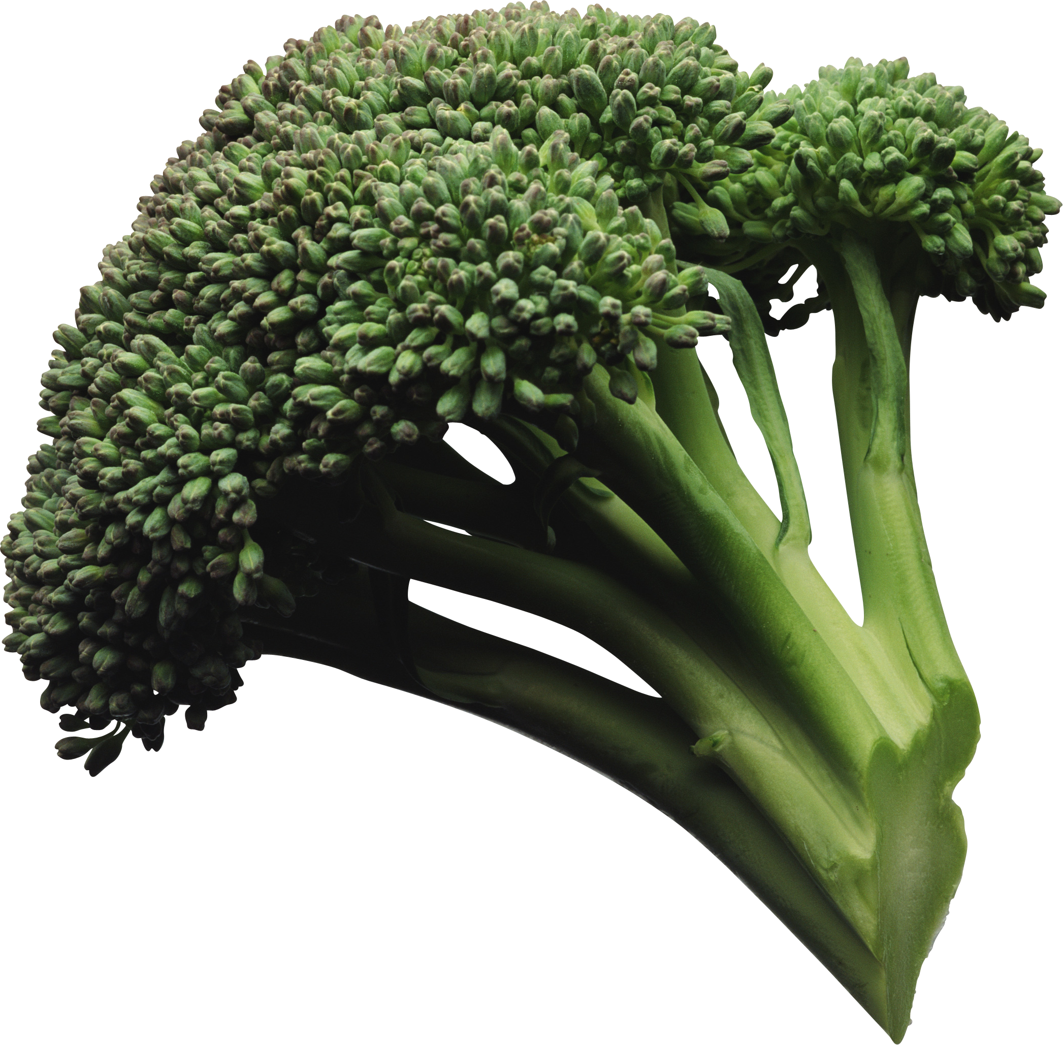 Icon web icons png. Clipart vegetables broccoli
