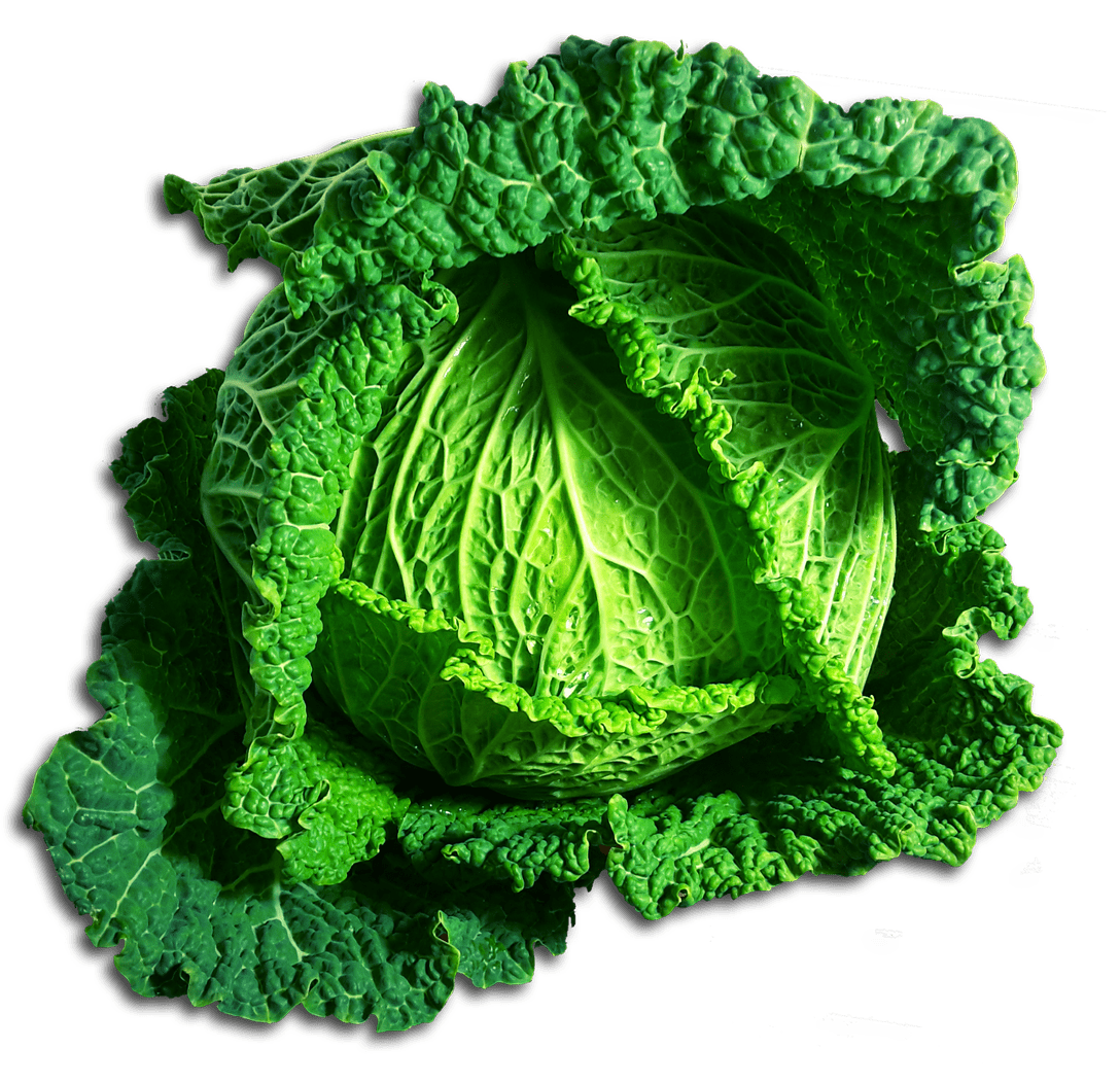 Green transparent png stickpng. Clipart vegetables cabbage