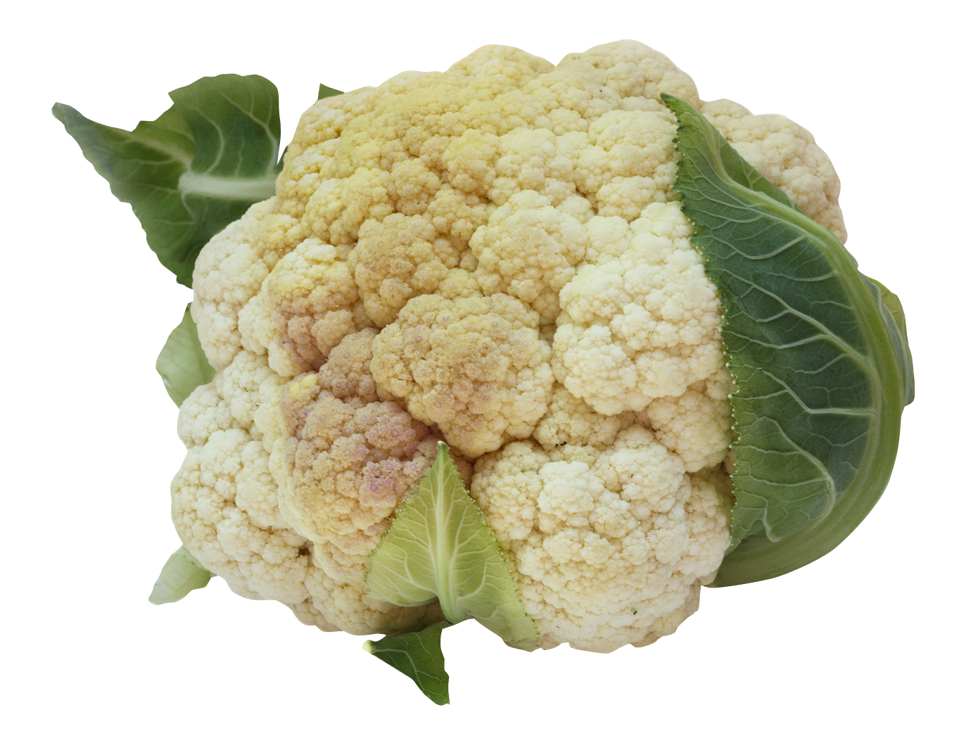 clipart vegetables cauliflower