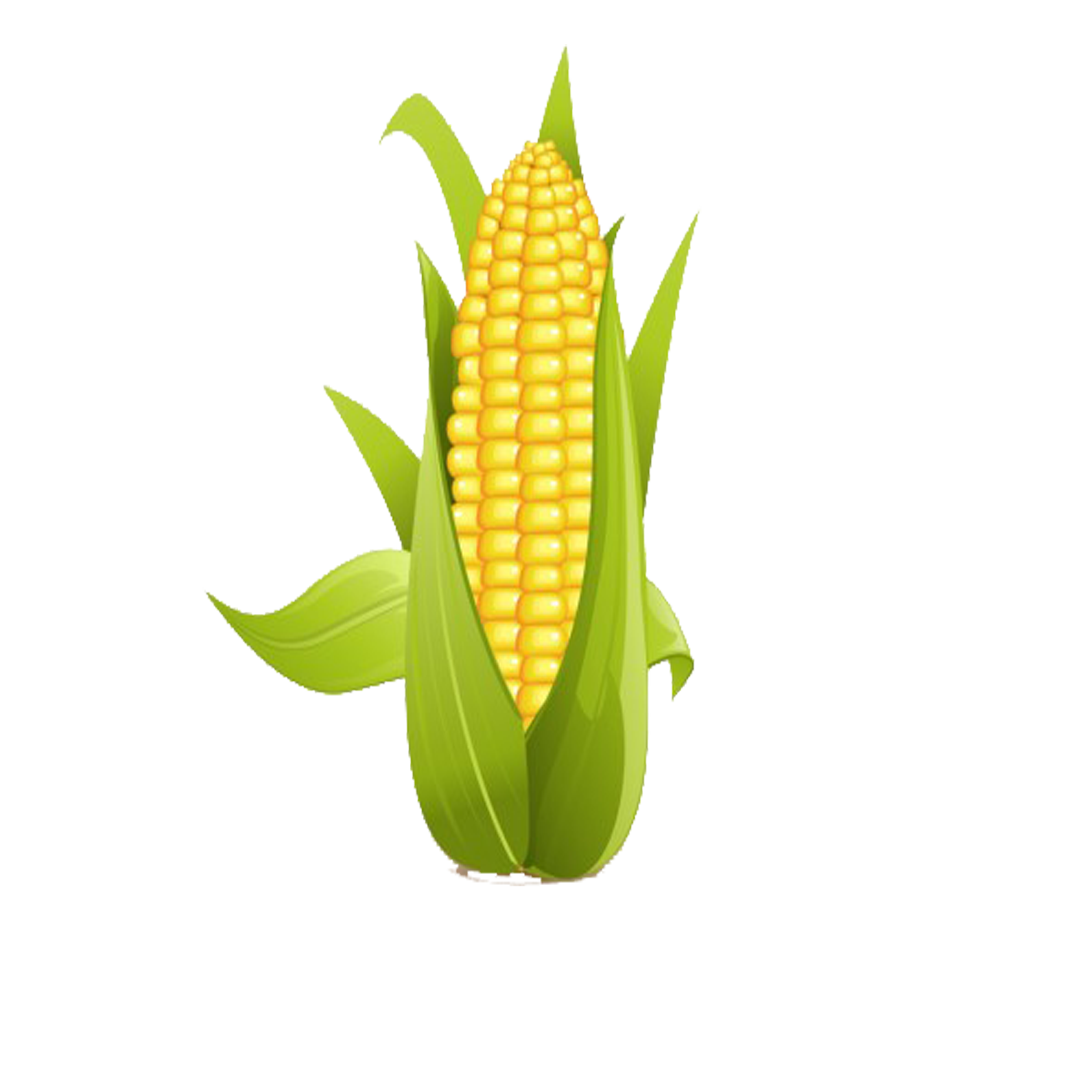 On the cob sweet. Clipart vegetables corn