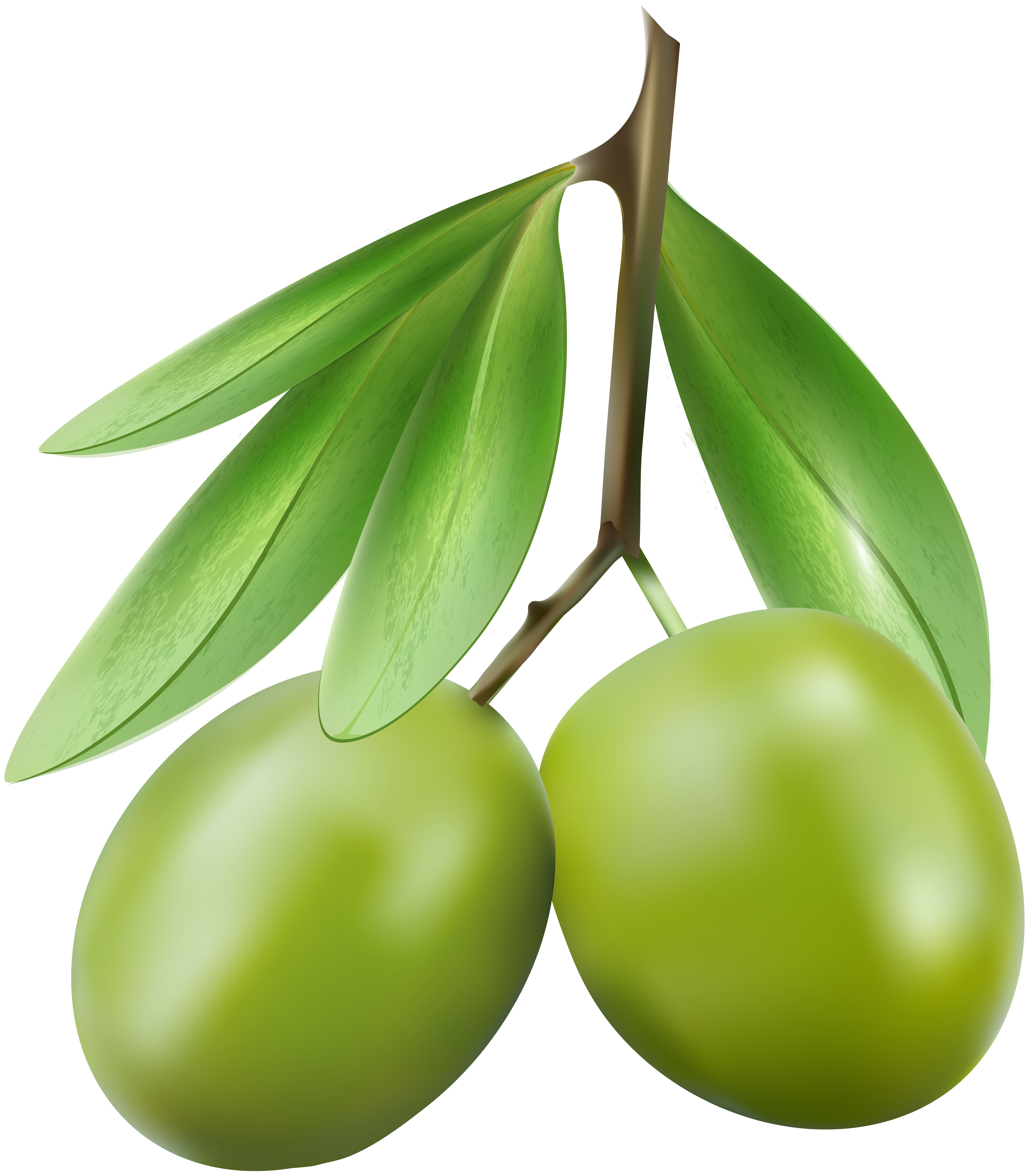 Green olives png clip. Olive clipart vegetable