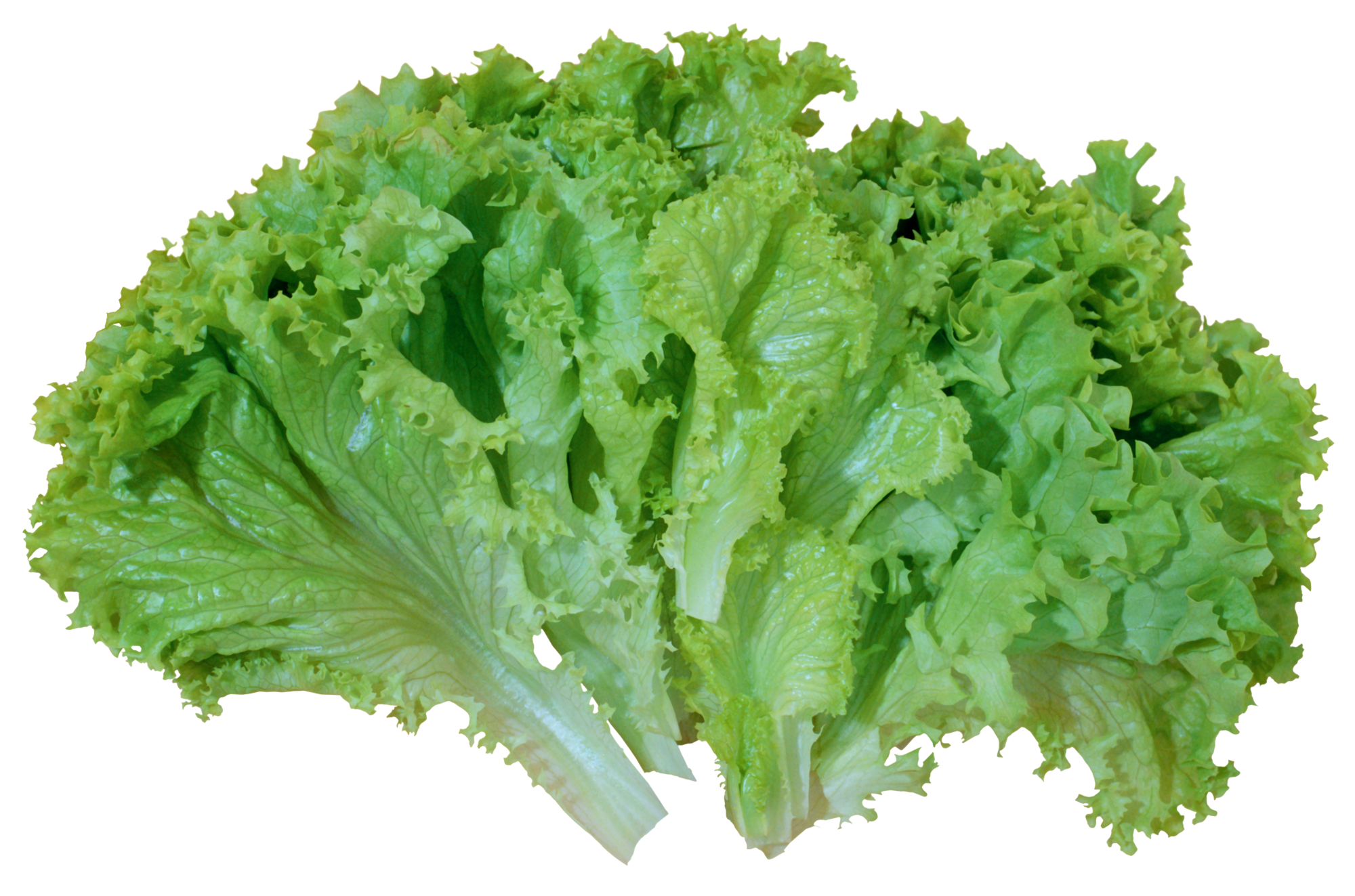 Clipart vegetables green vegetable. Salad lettuce png picture