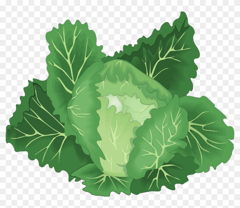 Lettuce clipart leafy vegetable. Green 