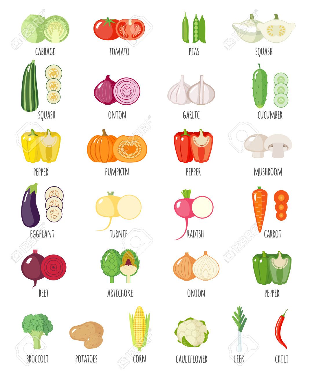 Stock vector veggies in. Clipart vegetables name