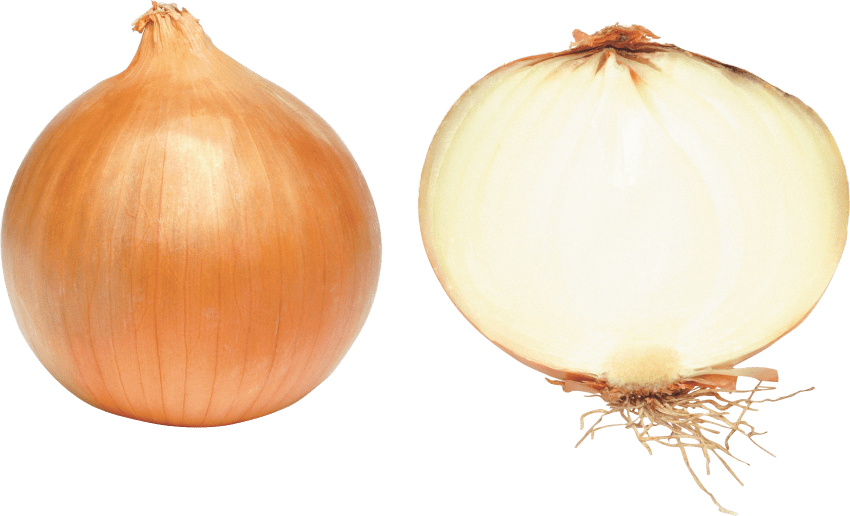 onion clipart green onion
