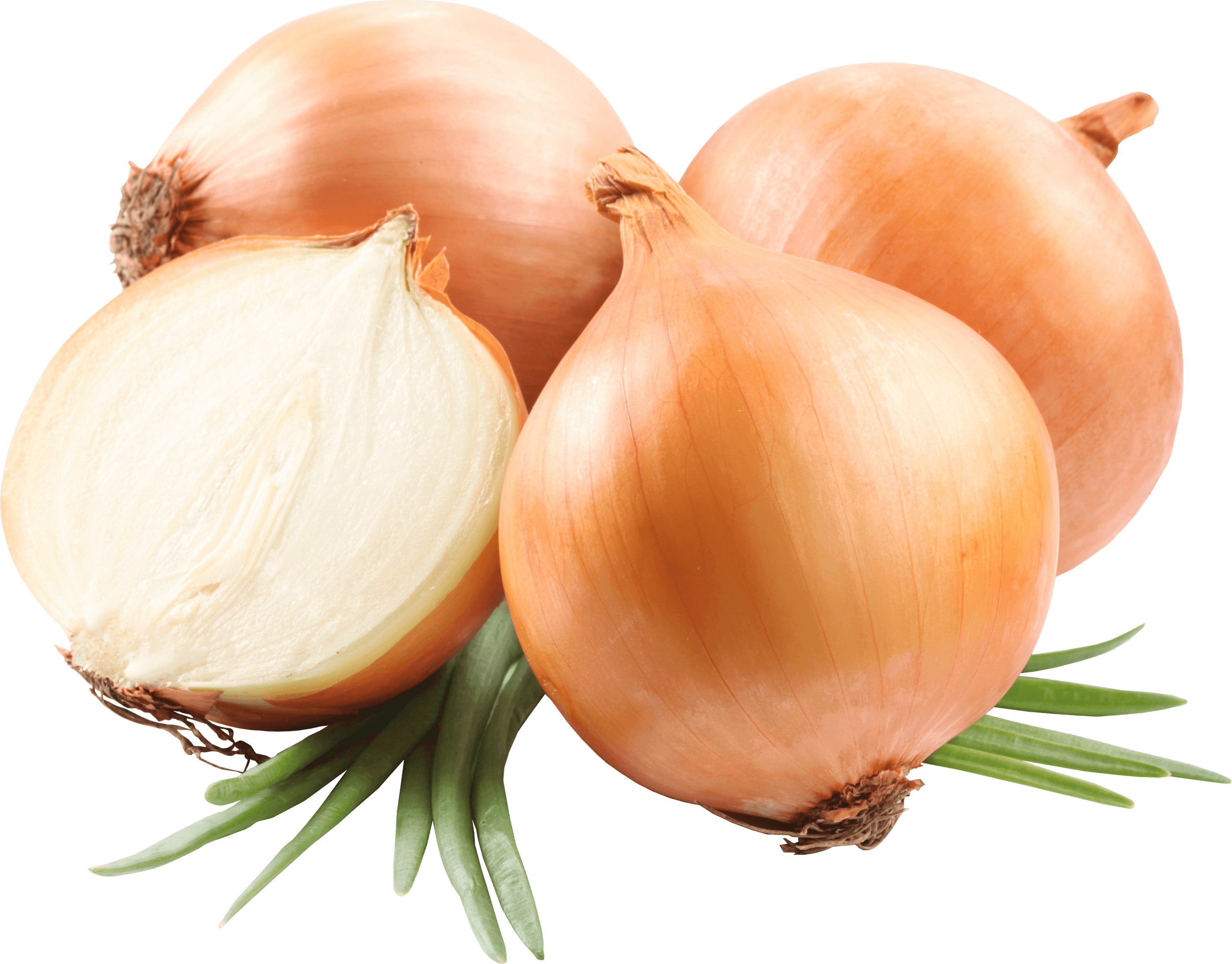 onion clipart red onion