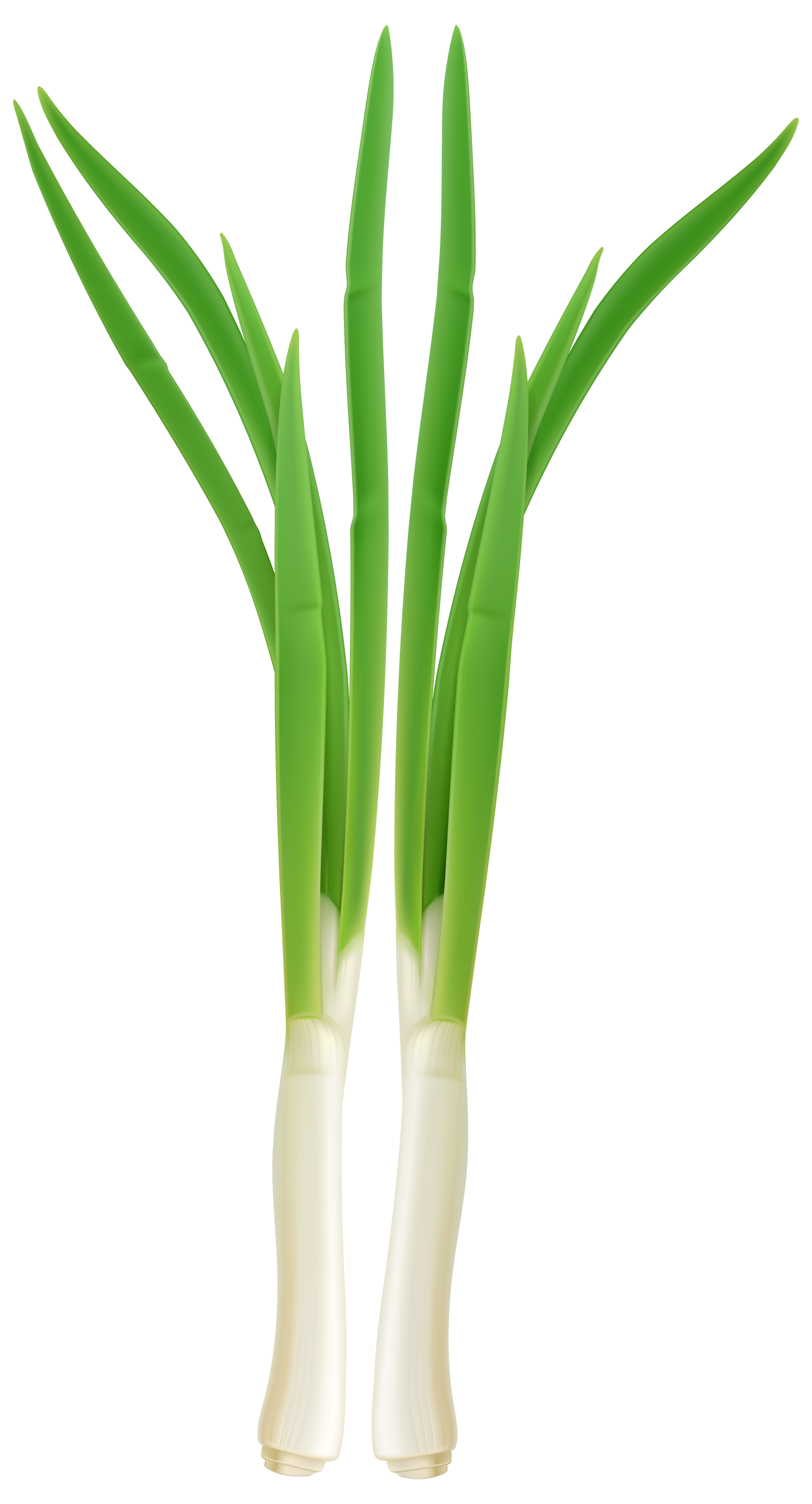 clipart vegetables onion