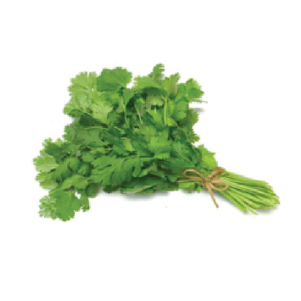 Corriander hara dhania kotmir. Clipart vegetables organic vegetable