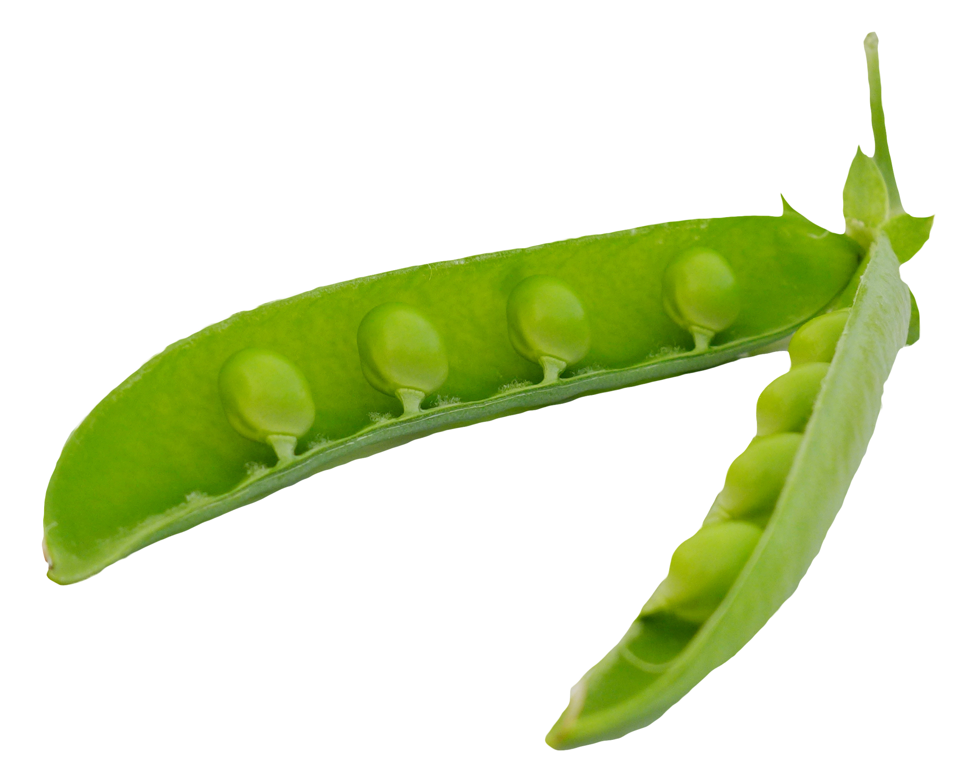 Clipart vegetables pea. Green peas pods png
