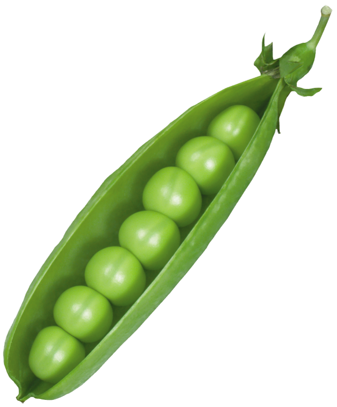 Pod png picture gallery. Clipart vegetables pea