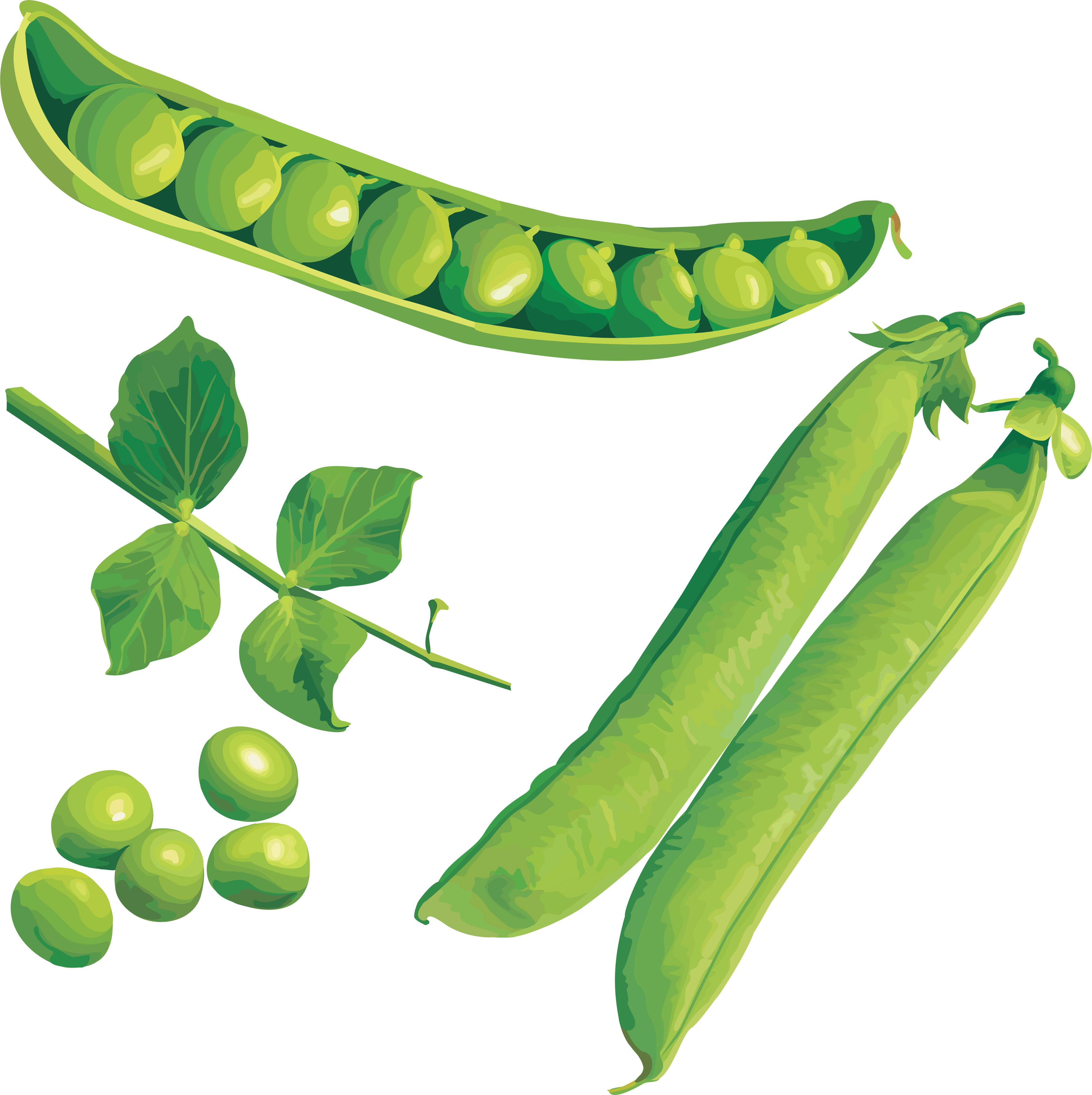 Peas clipart winter. Pea png 