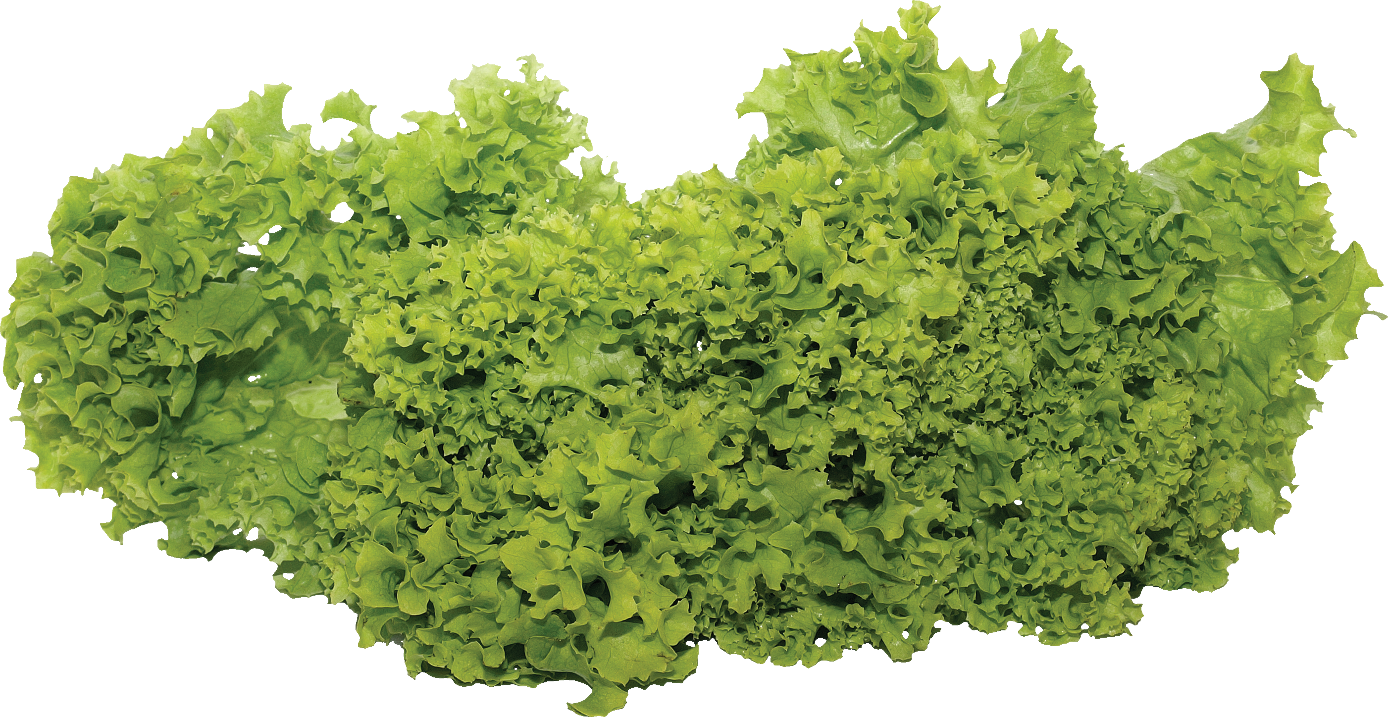 Lettuce fixteen isolated stock. Vegetables clipart salad vegetable