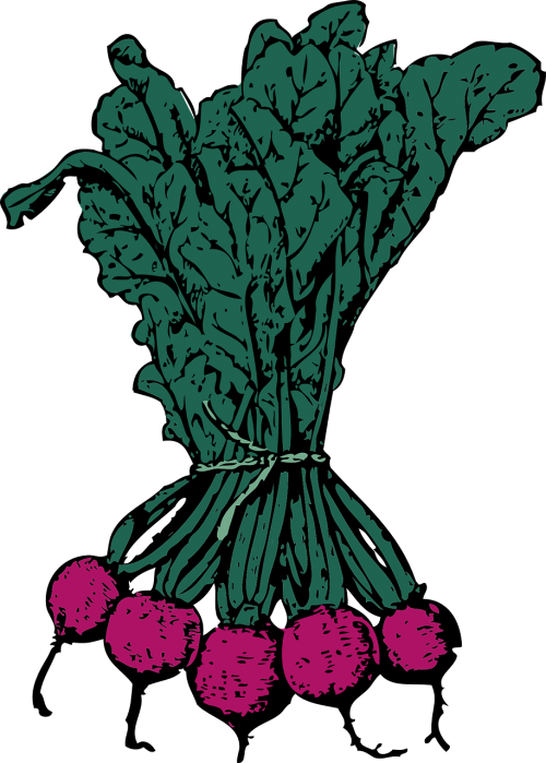 Clipart vegetables turnip. Beets organic farmer s