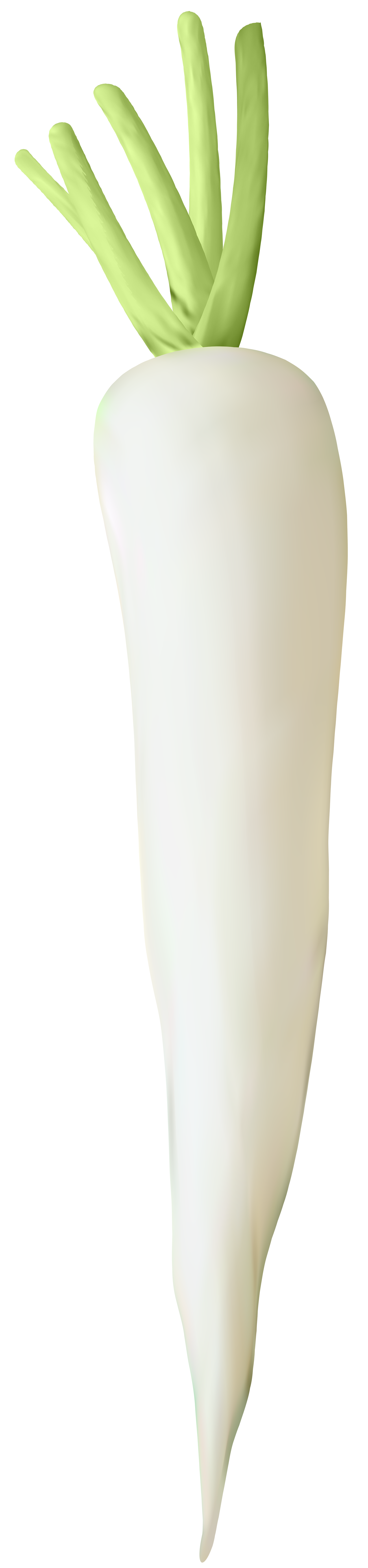 Transparent png clip art. Clipart vegetables turnip