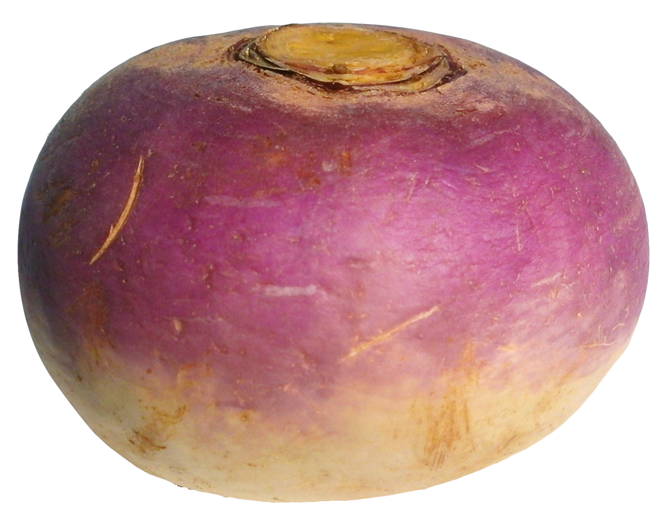 Clipart vegetables turnip. Png image purepng free