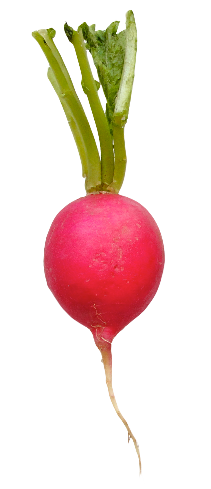 Radish png image purepng. Clipart vegetables turnip