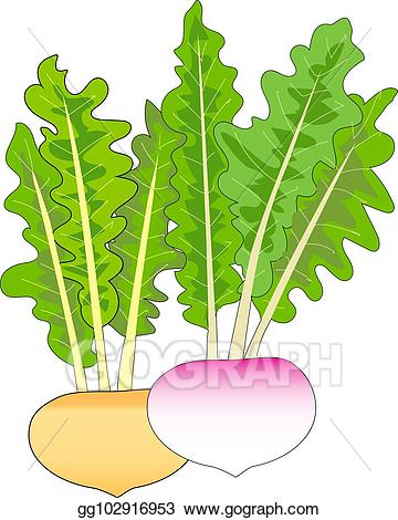 Vector traditional root turnips. Clipart vegetables winter