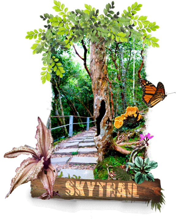 Skytrail official website for. Hiker clipart jungle trekking