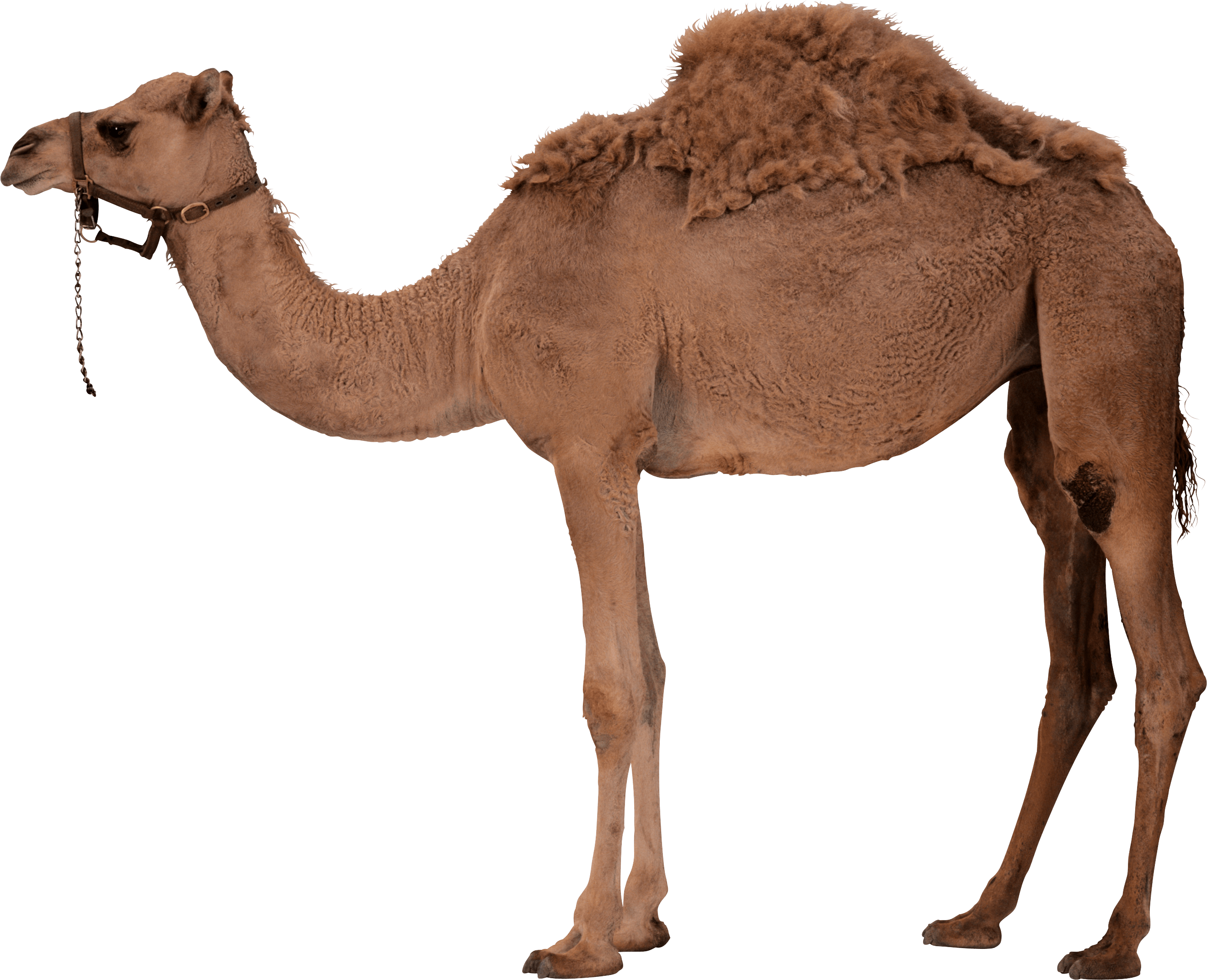 sad clipart camel