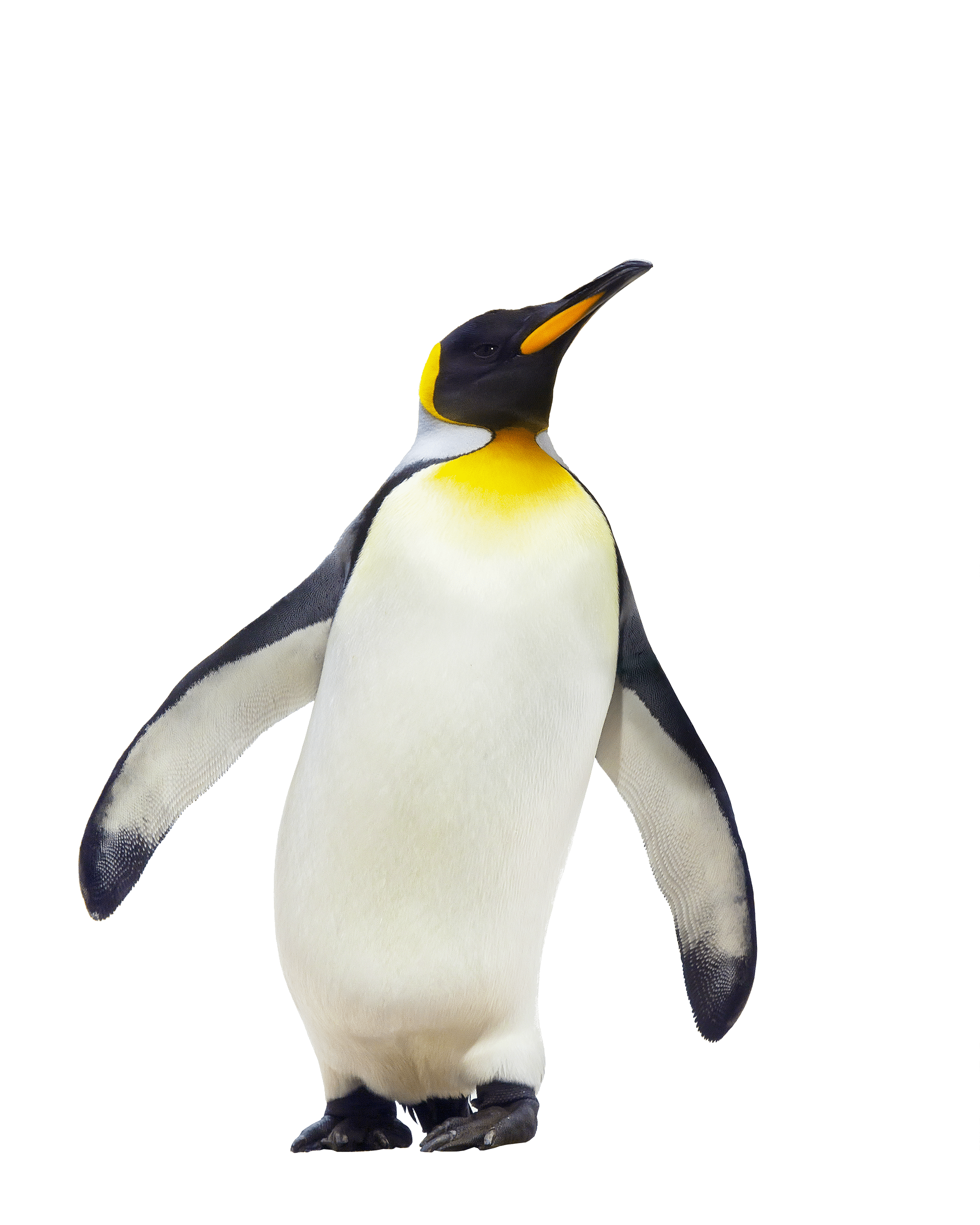 penguin clipart walking