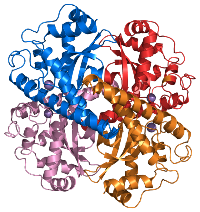 Water clipart aerobic. Superoxide dismutase wikiwand