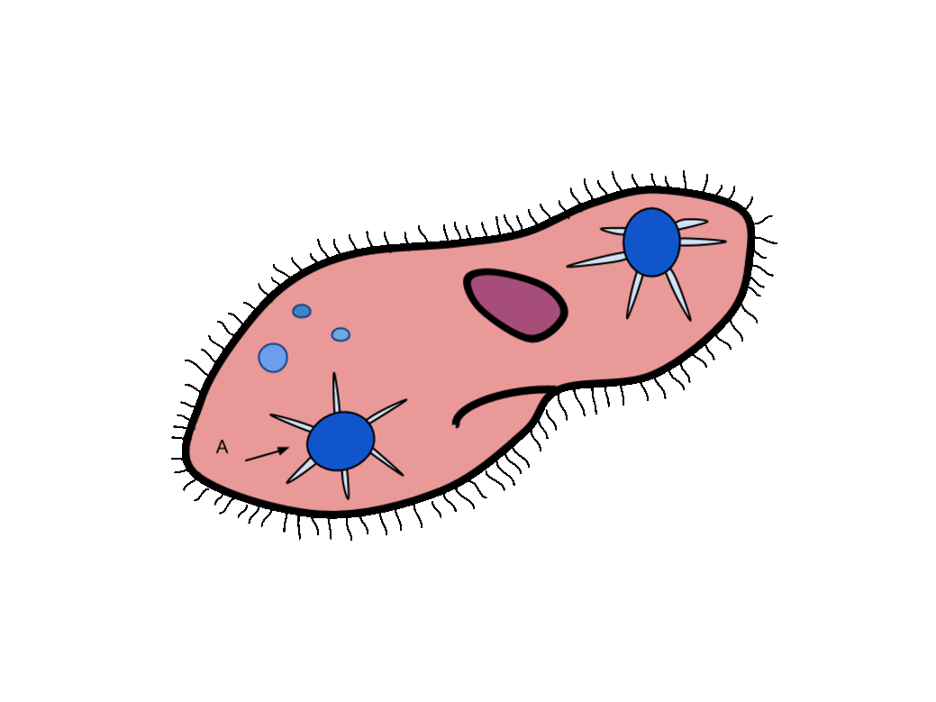 File contractile vacuole in. Water clipart animated gif