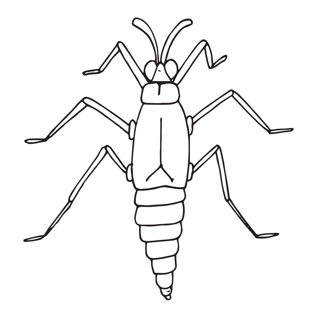 coloring clipart insect