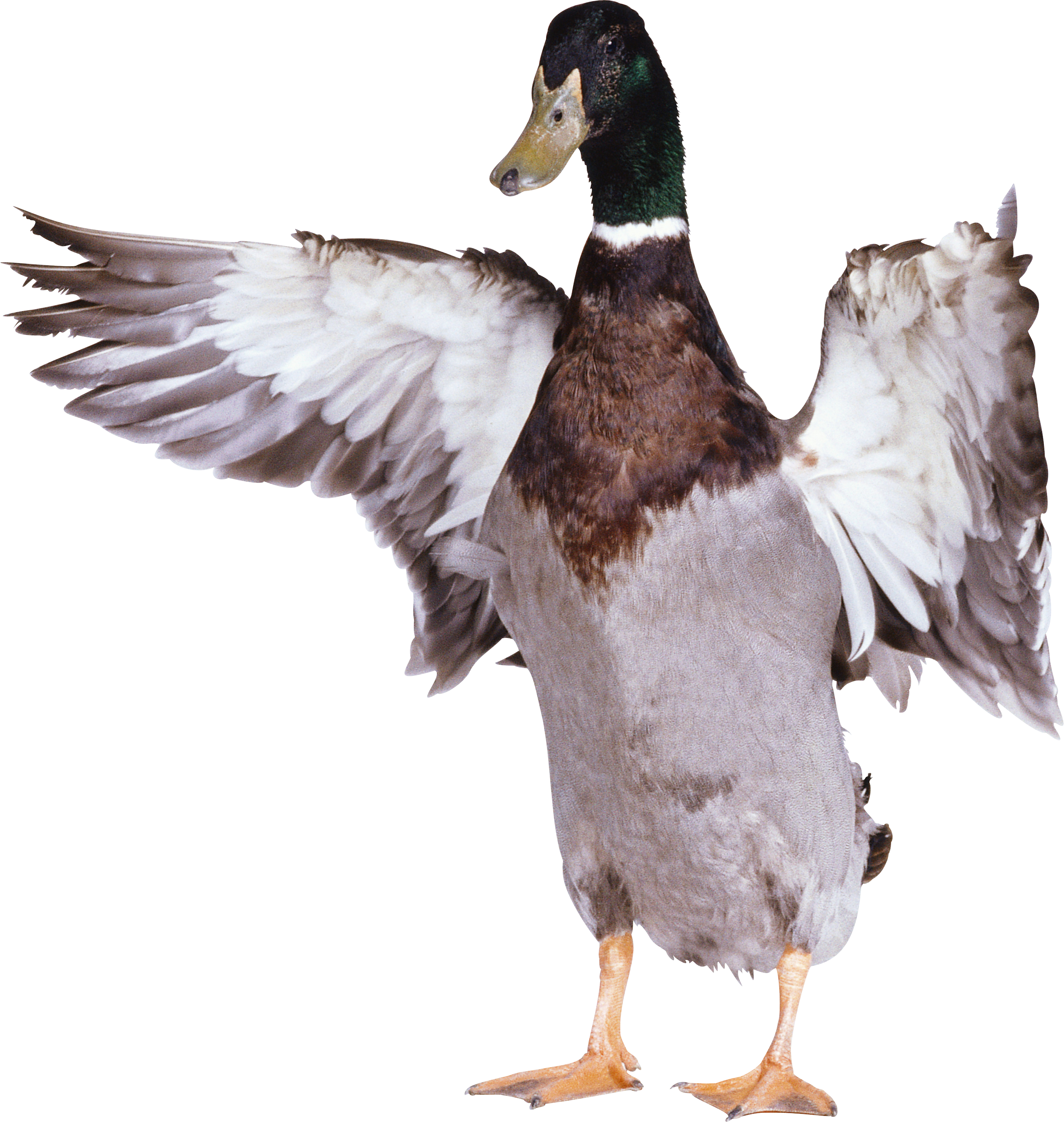 Water clipart mallard duck. Twenty five isolated stock