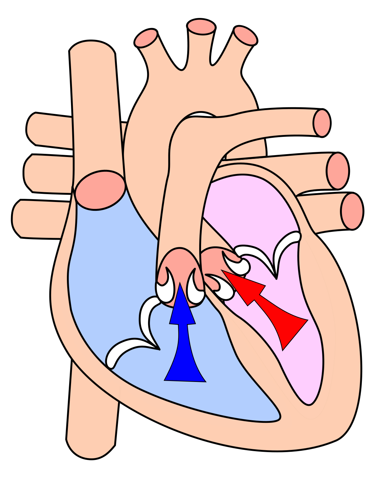 Heartbeat clipart heart valve. Systole wikipedia 