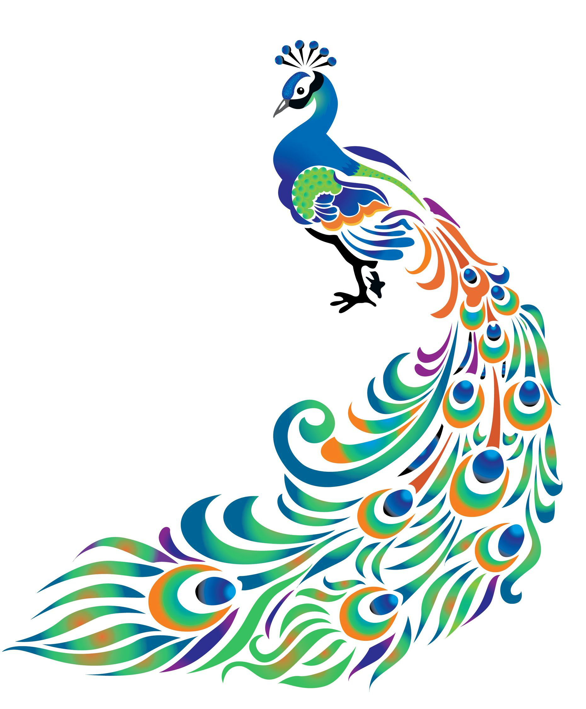 peacock clipart cultural programme