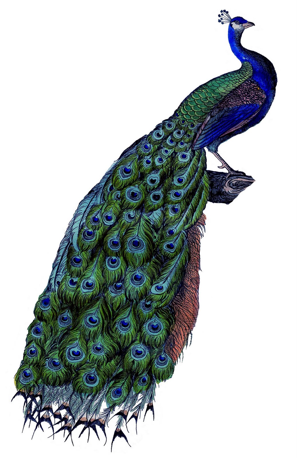 peacock clipart victorian