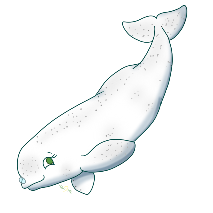 Beluga Whale SVG