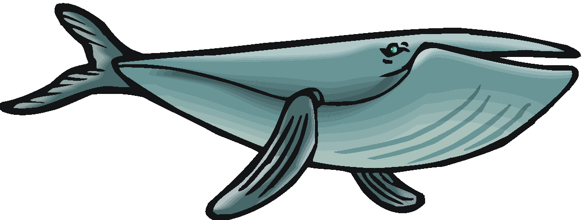clipart whale baleen whale